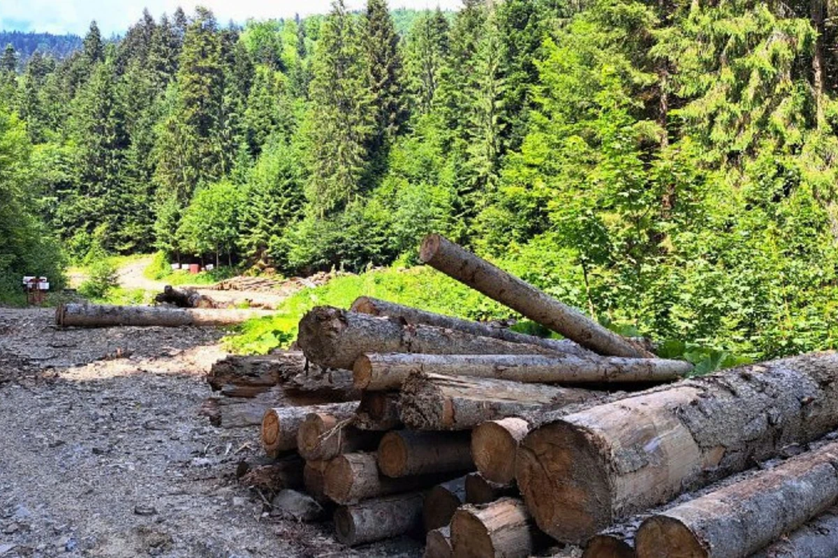 Məşhur mebel markası Rumıniya meşələrini məhv edir - FOTO