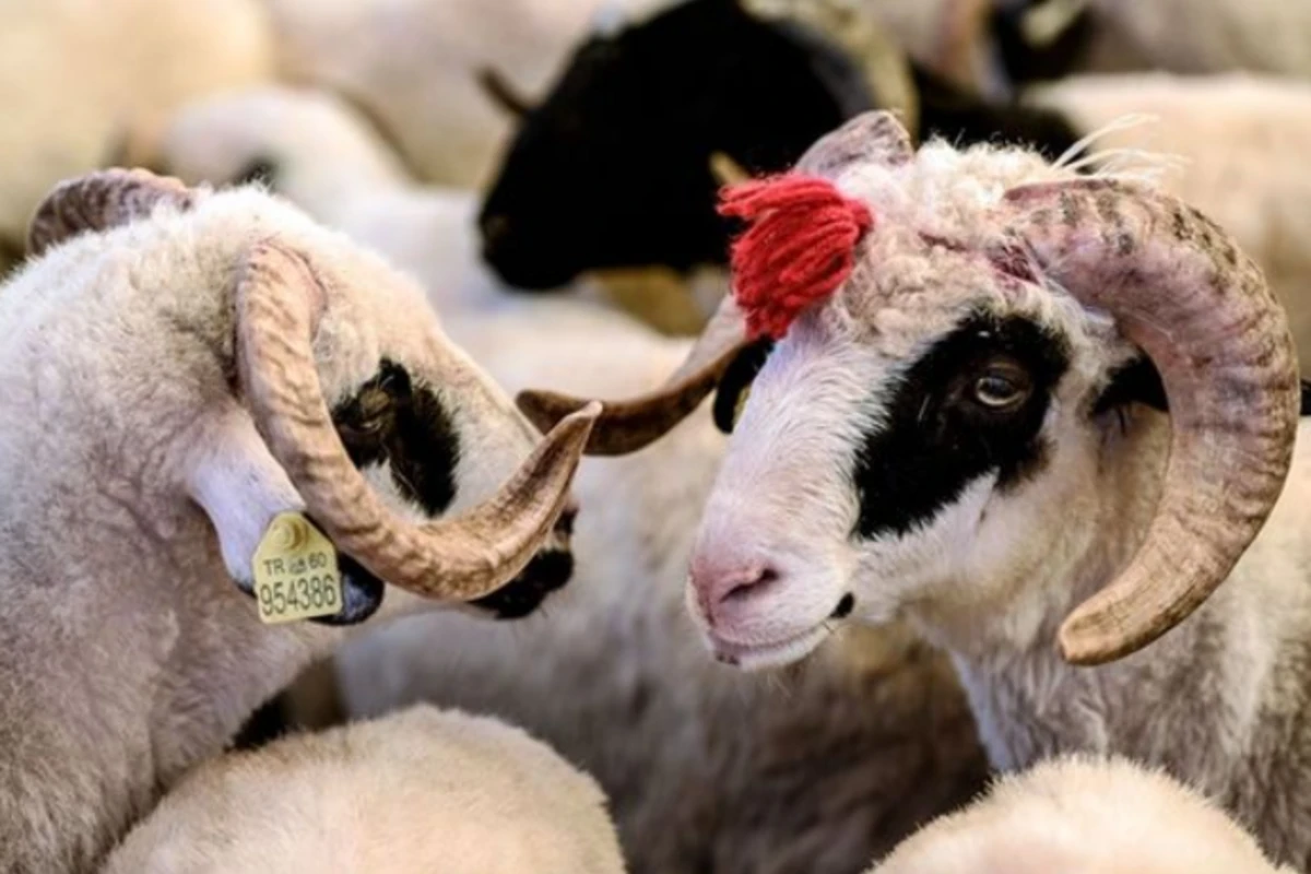 Bayramqabağı bazarda son vəziyyət: Qurbanlıqların QİYMƏTLƏRİ - VİDEO Bayramqabağı bazarda son vəziyyət: Qurbanlıqların QİYMƏTLƏRİ - VİDEO