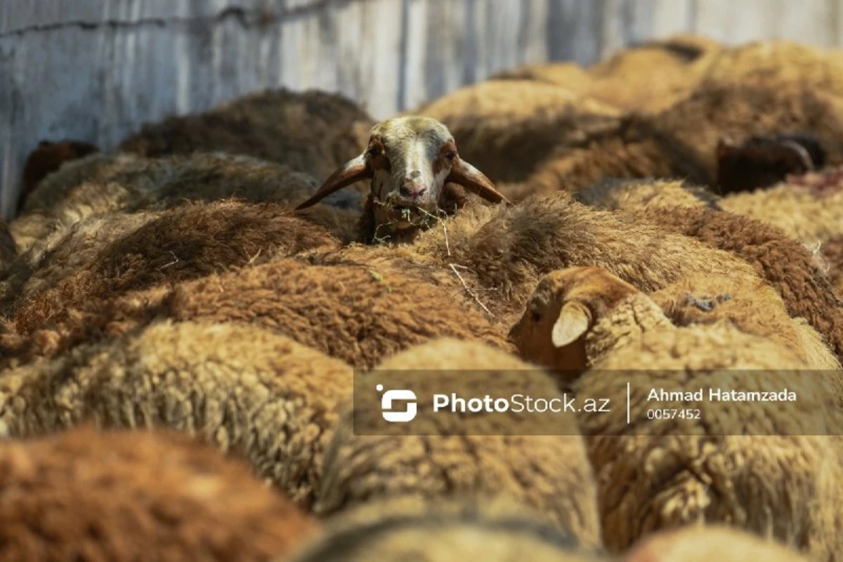 Qurban bayramı ilə əlaqədar vətəndaşlara MÜRACİƏT