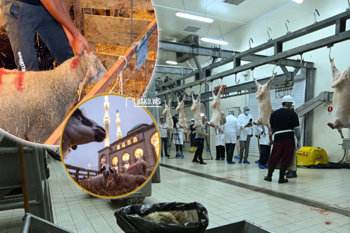 Qurbanlıq heyvanı qadın kəsə bilər? - Bayramla bağlı VACİB MƏQAMLAR - AÇIQLAMA Qurbanlıq heyvanı qadın kəsə bilər? - Bayramla bağlı VACİB MƏQAMLAR - AÇIQLAMA