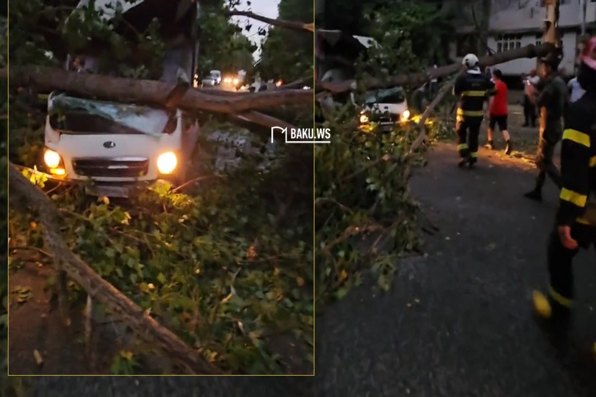 Дерево рухнуло на грузовик в Мингячевире: водитель выжил - ВИДЕО