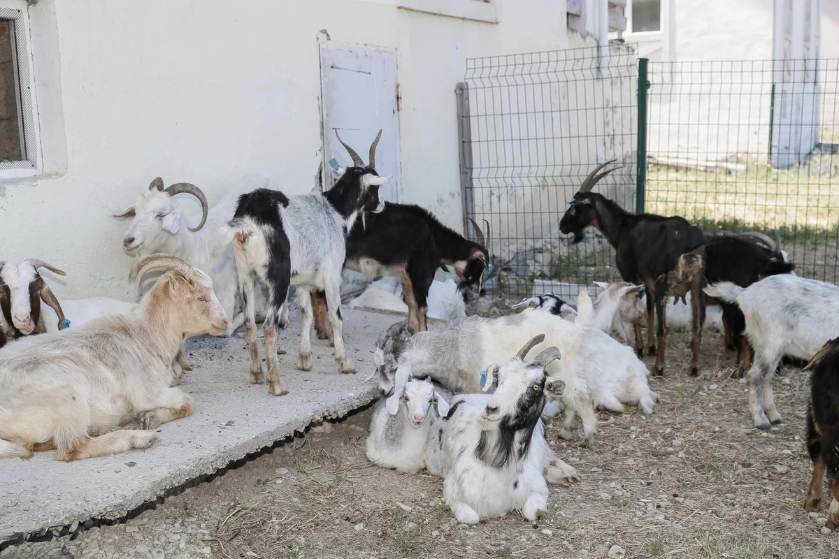 Xızıda özünüməşğulluq proqramı çərçivəsində qurulmuş təsərrüfatlara baxış olub