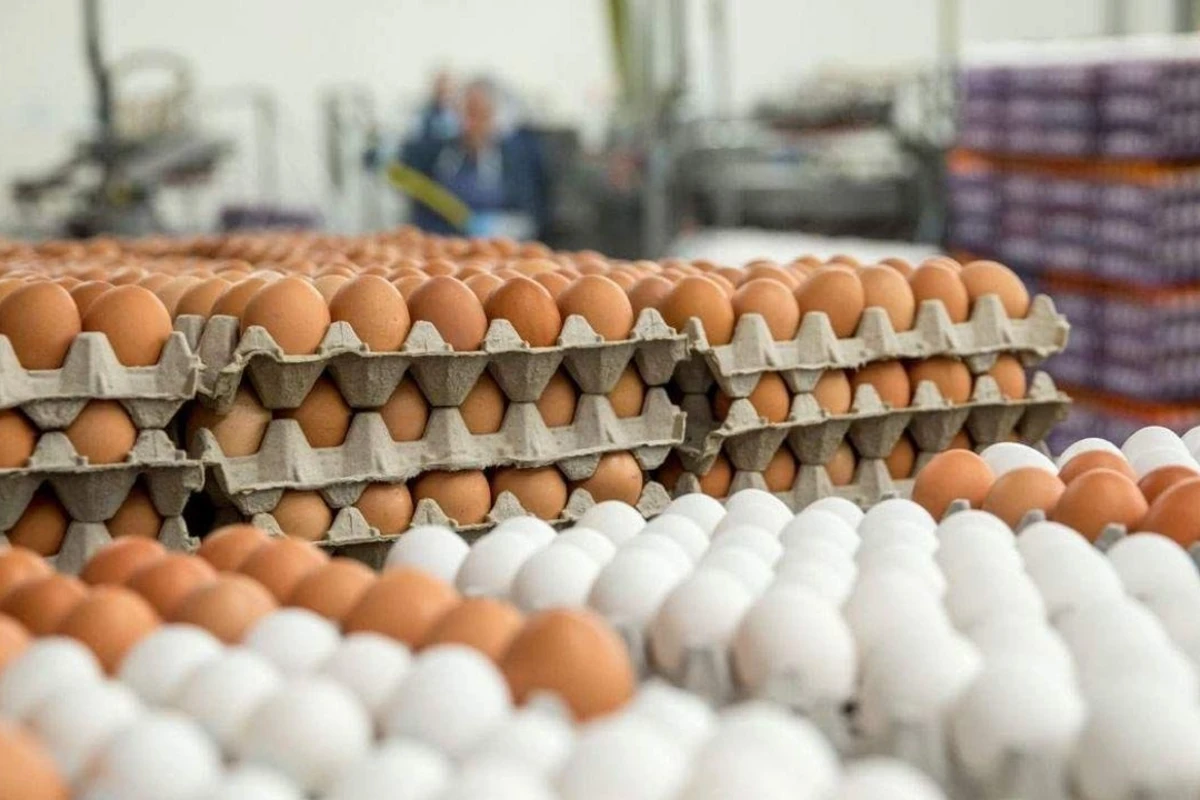 Azərbaycanda yumurta bahalaşacaq? - FOTO
