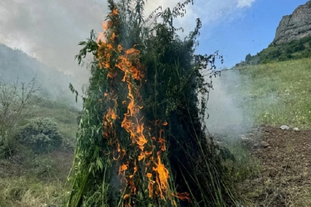 Şuşanın Daşaltı kəndində yabanı halda bitən çətənə bitkiləri məhv edilib Şuşanın Daşaltı kəndində yabanı halda bitən çətənə bitkiləri məhv edilib