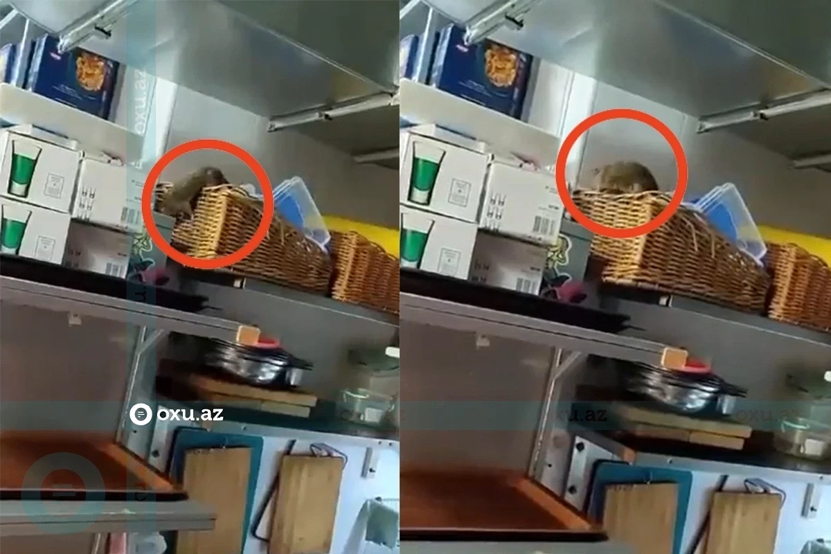 Bakıda mətbəxində siçovul gəzən restoranın fəaliyyəti məhdudlaşdırılıb - VİDEO Bakıda mətbəxində siçovul gəzən restoranın fəaliyyəti məhdudlaşdırılıb - VİDEO