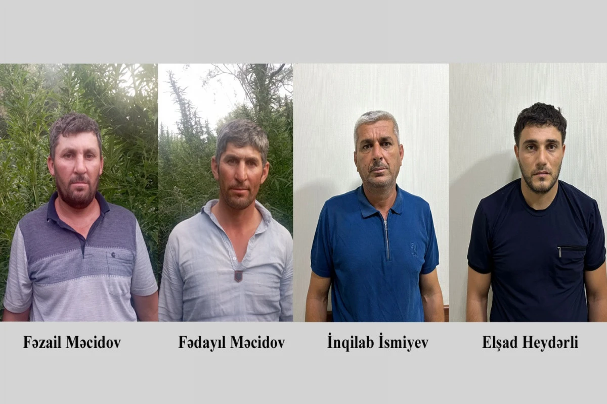 Fermada çətənə kolları yetişdirən dörd nəfər saxlanılıb - FOTO Fermada çətənə kolları yetişdirən dörd nəfər saxlanılıb - FOTO