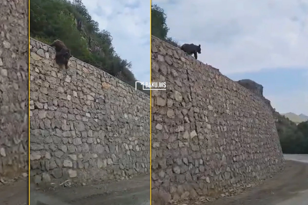В Кельбаджаре замечен медвежонок - ВИДЕО