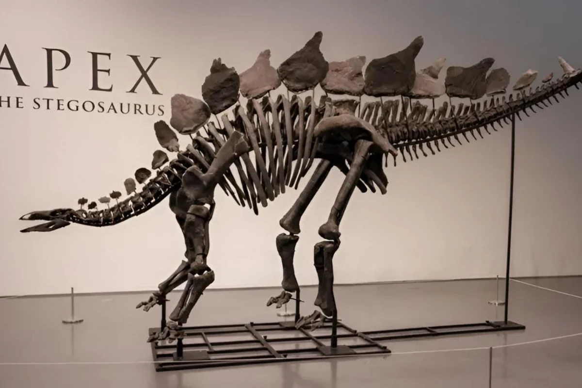 Dünyanın ən bahalı dinozavr fosili 44,6 milyona satıldı - FOTO