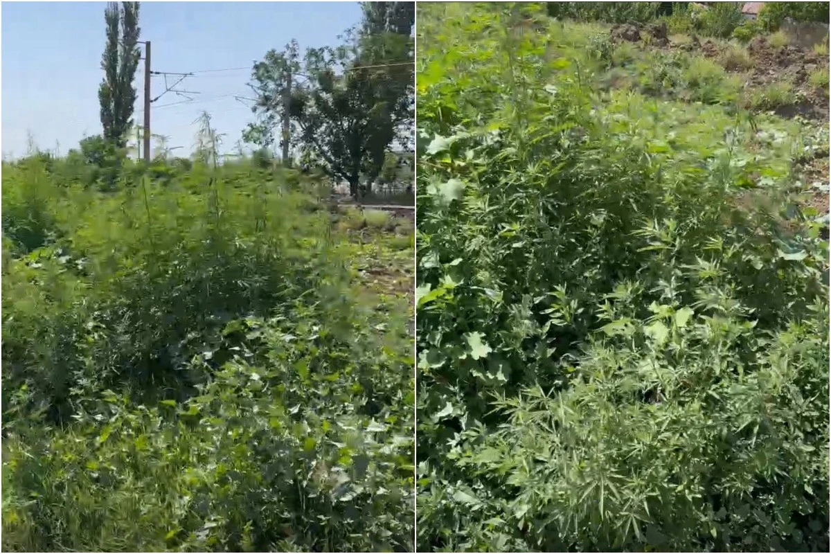 Azərbaycanda 2 ton 675 kq çətənə bitkisi məhv edilib