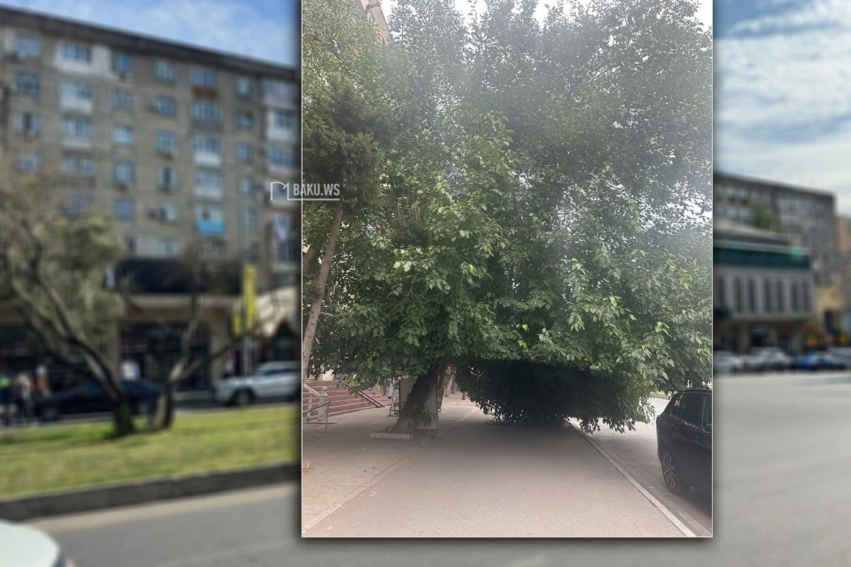 Сломанная ветка дерева угрожает прохожим в Баку - ФОТО