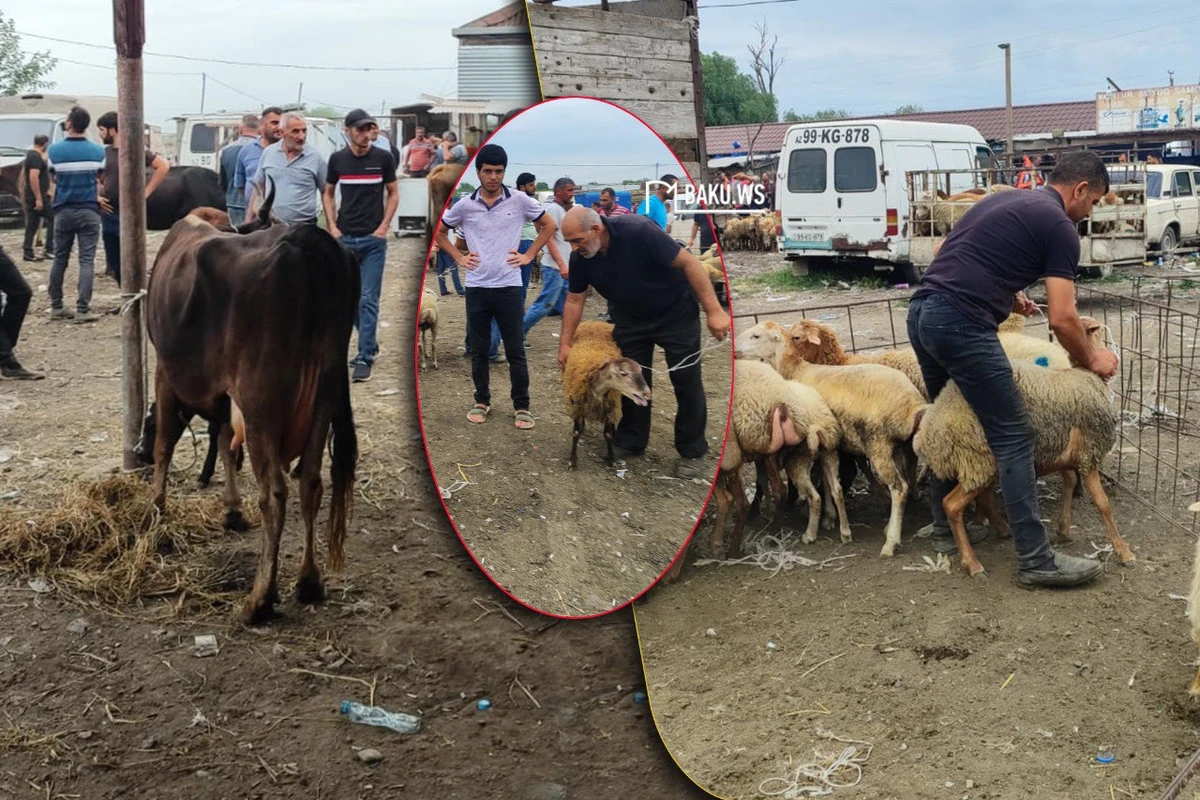 Qiymət çox ucuz olsa da alıcıdan çox satıcı var - Heyvan bazarından REPORTAJ