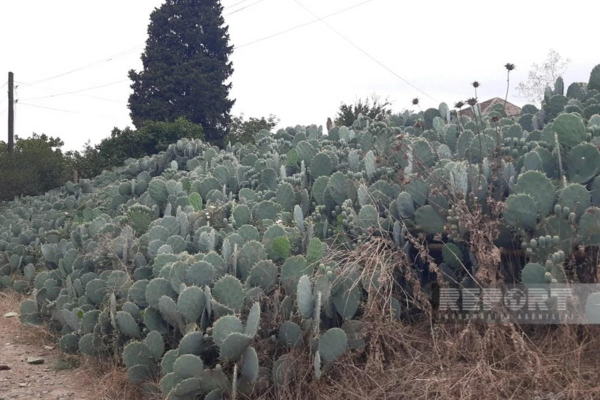 Cəlilabadın kaktuslu kəndindən FOTOREPORTAJ