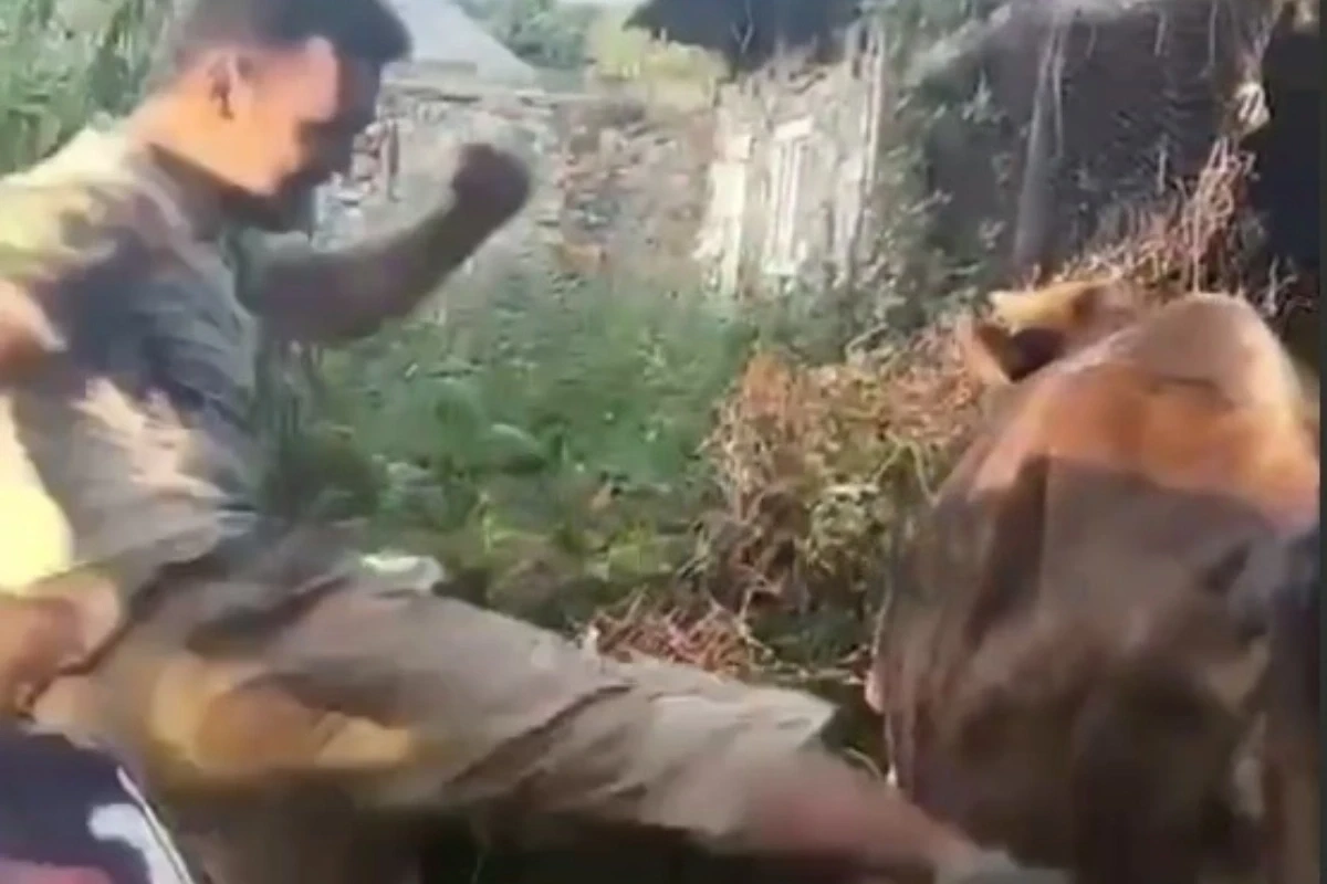 Gəncdən iribuynuzlu heyvana qarşı RƏHMSİZ DAVRANIŞ - VİDEO