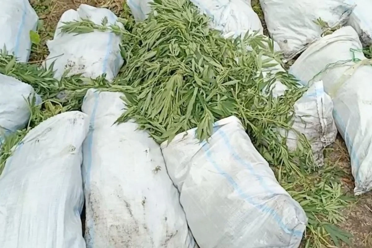 Polis Xaçmazda silsilə əməliyyatlar keçirib, 379 kiloqram çətənə kolu aşkarlanıb