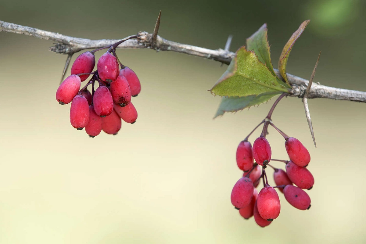 Barberry compound slowed vascular cell aging