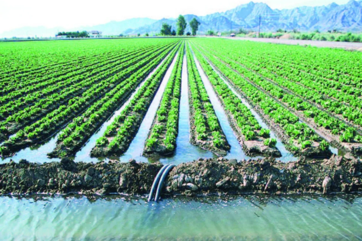 Kənd təsərrüfatı məhsulları təhlükədə - Qiymətlərə təsiri olacaqmı?