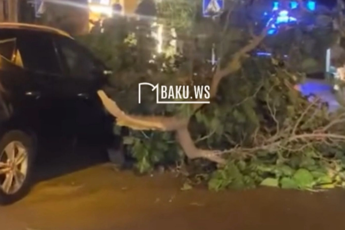 Bakıda hündür ağac aşdı