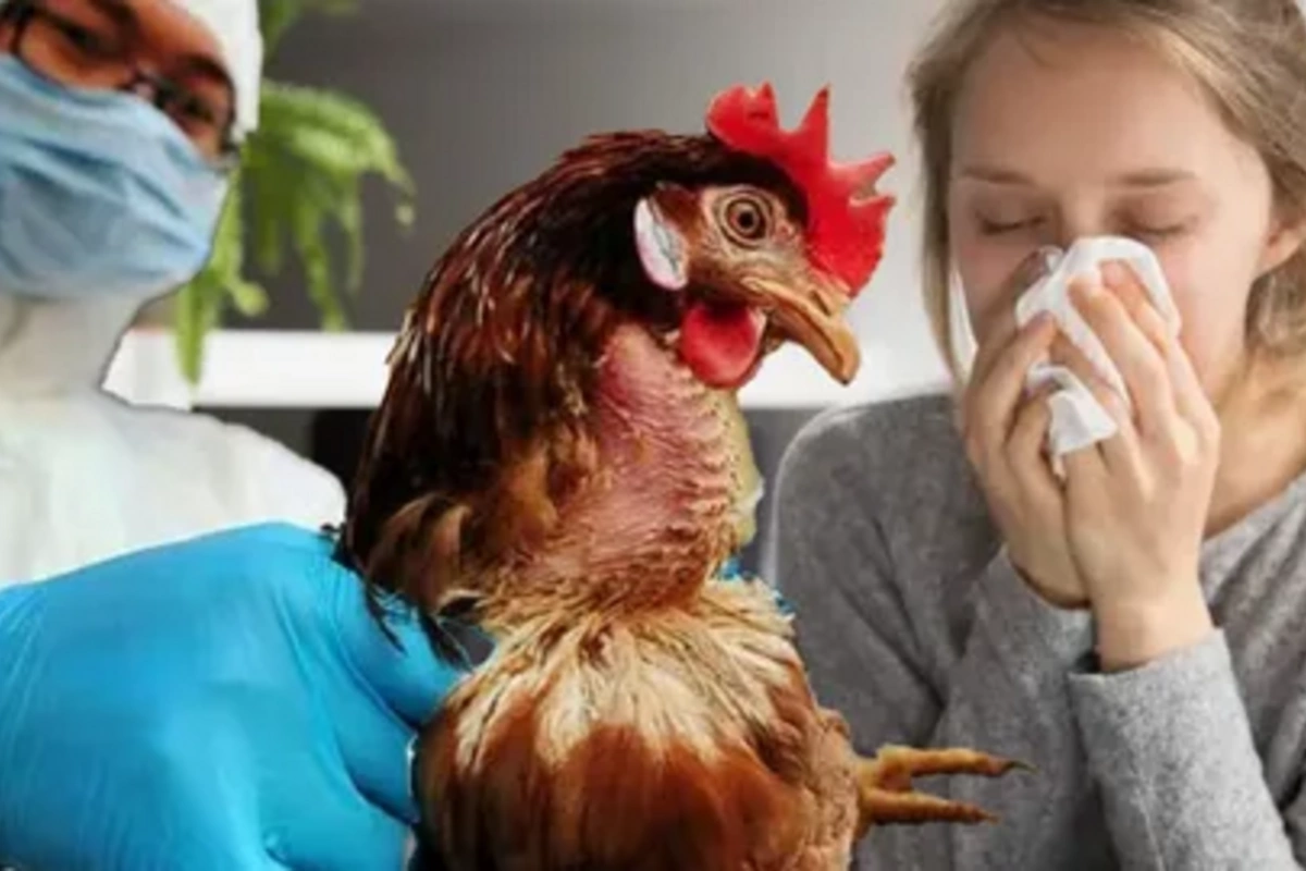Bird flu from cats - a new global threat? Bird flu from cats - a new global threat?