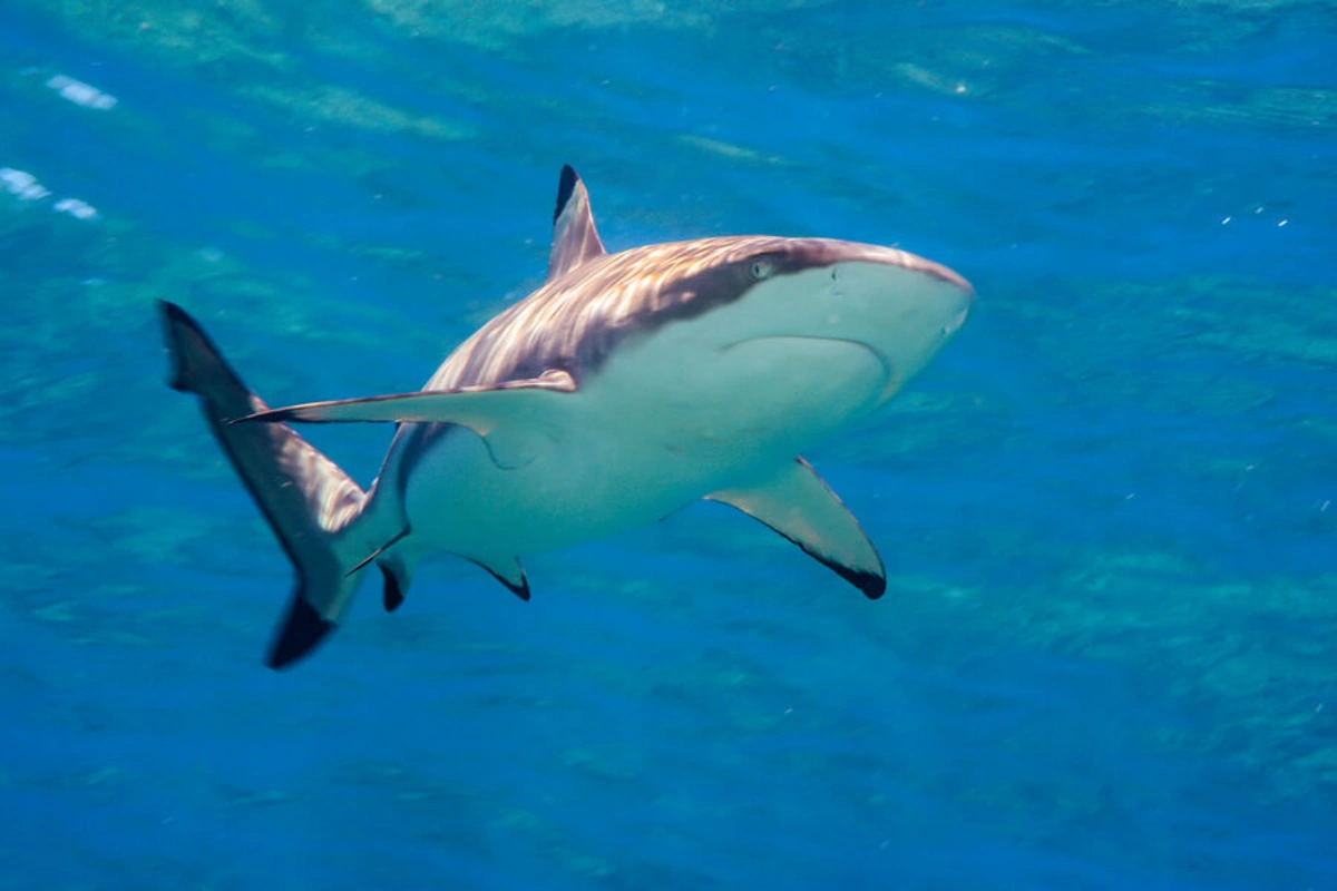 # The Largest Shark of the Atlantic Was Spotted Off the Coast of Canada