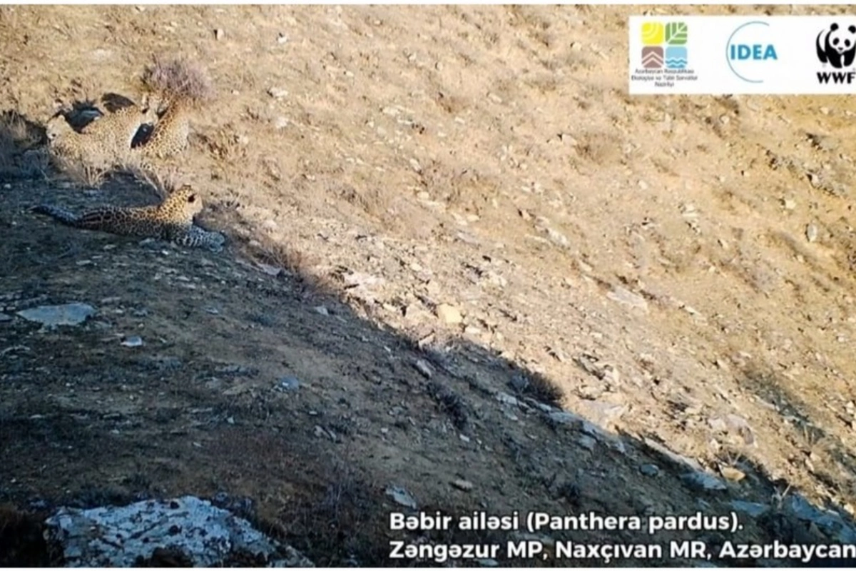 Zəngəzur Milli Parkında 5 bəbir görüntülənib