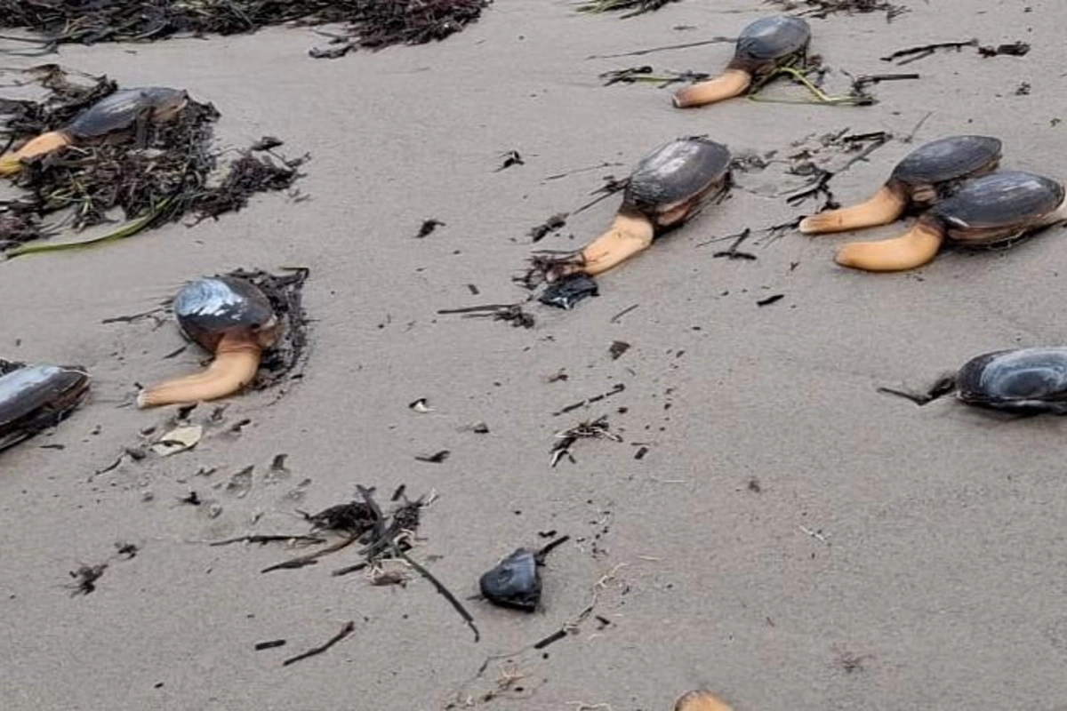 Britaniyada sahilə çoxsaylı qorxunc canlılar çıxıb