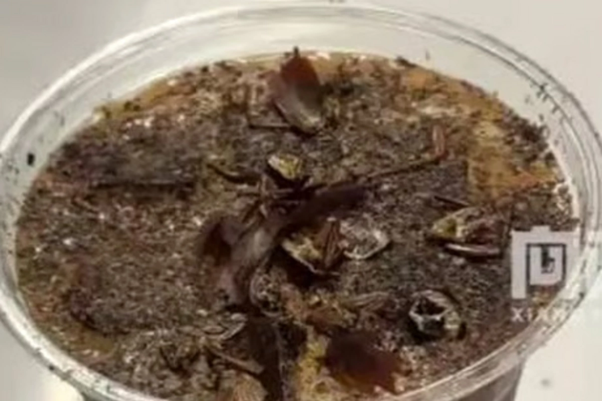 Chinese market introduces cockroach coffee