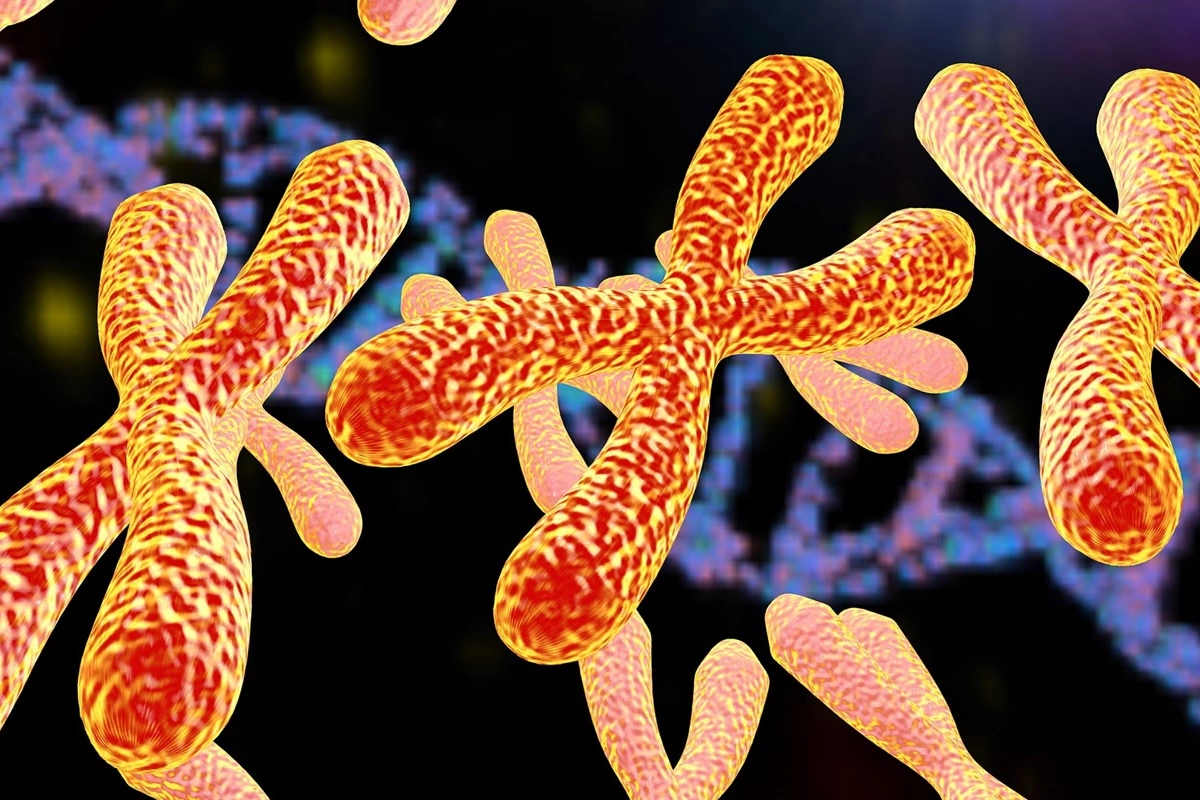Xromosomlar nədir və niyə vacibdir? Yəni orqanizmin genetik təlimatı necə işləyir?