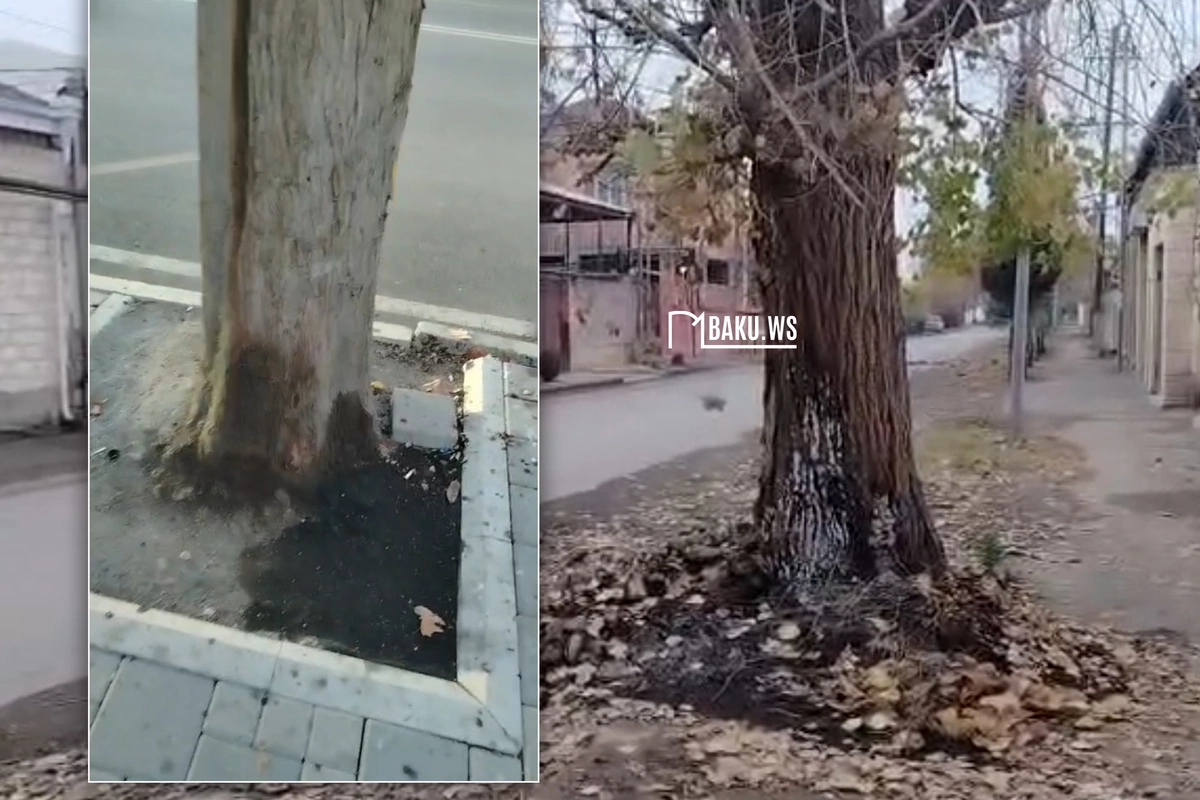 Gəncədə zibil yandıranlar ağaclara ziyan vurdular