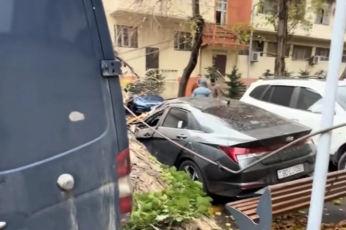 В Баку ветер опрокинул дерево на автомобиль