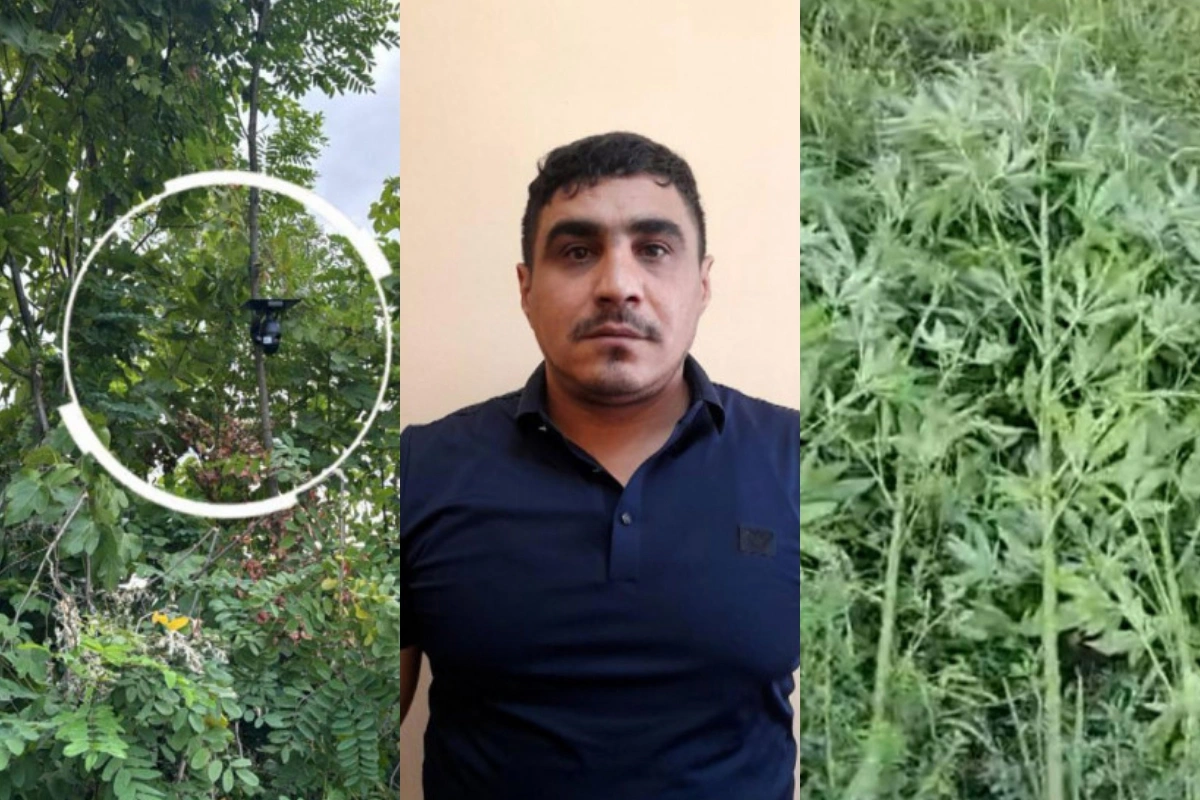 Bağı narkotik plantasiyasına çevirib, videokameralarla izlədi - Göyçayda ƏMƏLİYYAT Bağı narkotik plantasiyasına çevirib, videokameralarla izlədi - Göyçayda ƏMƏLİYYAT