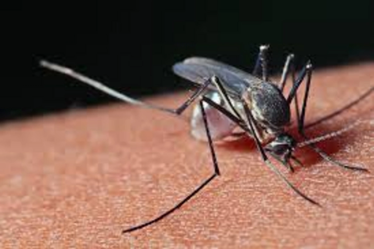 More than 1,300 new cases of chikungunya fever detected in China More than 1,300 new cases of chikungunya fever detected in China