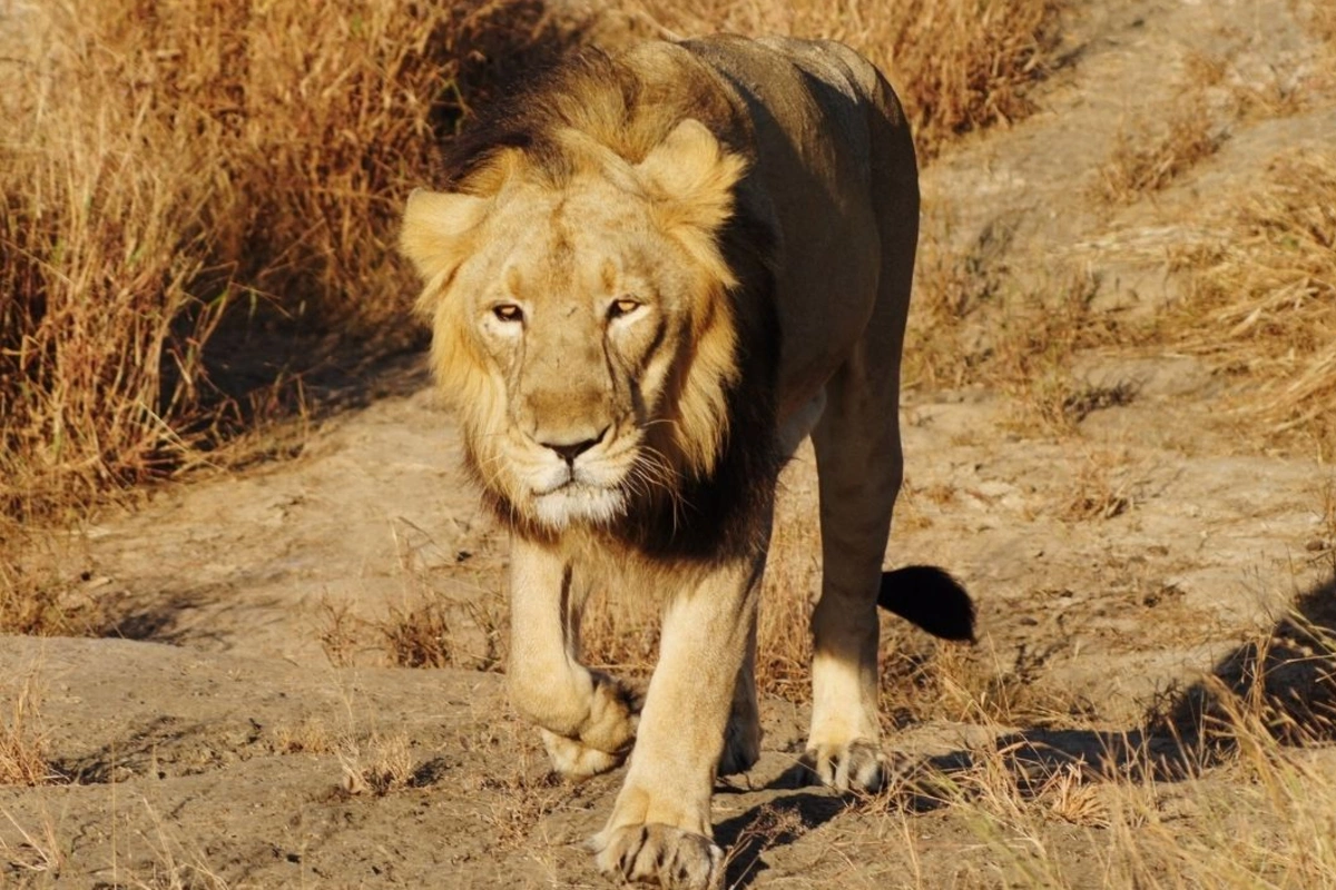 İş adamı safari zamanı aslan hücumu nəticəsində həyatını itirib