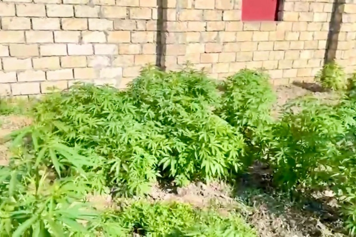 Sabirabadda çətənə kolları yetişdirməkdə şübhəli bilinən 4 nəfər həbs olunub Sabirabadda çətənə kolları yetişdirməkdə şübhəli bilinən 4 nəfər həbs olunub