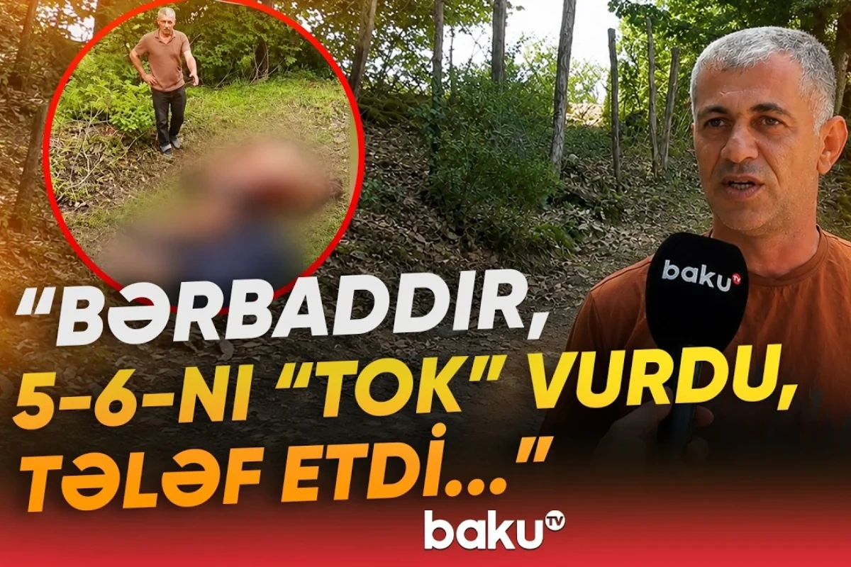 Lerikdə nasaz elektrik xətləri təhlükə saçır: Heyvanları cərəyan vurub