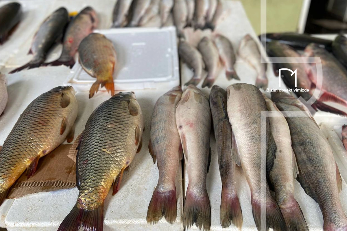 Axşam saatlarında Bakıdakı balıq bazarında nə baş verir?
