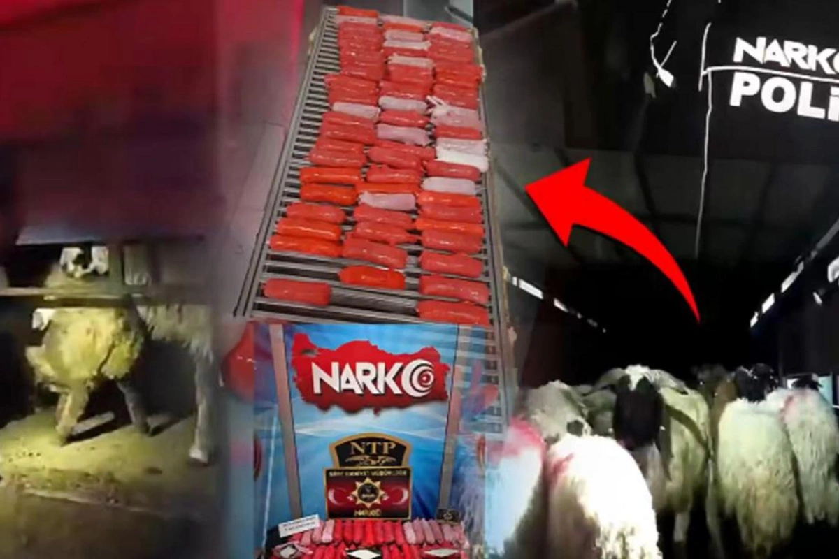 Qoyunların qarın boşluğunda narkotik gizlədildi – 54,6 kiloqram metamfetamin ələ keçirildi