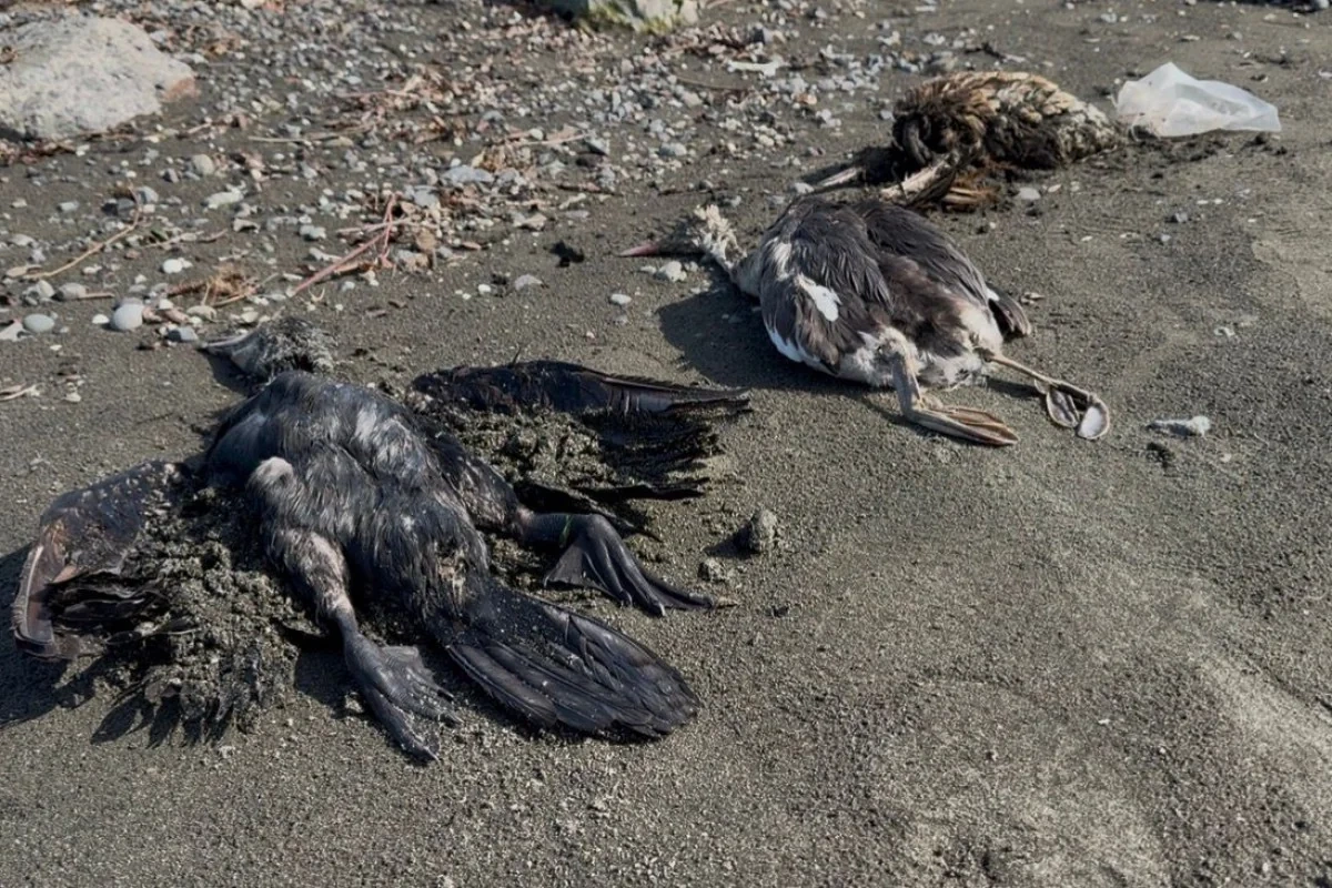 Массовая гибель бакланов зафиксирована на побережье Каспия