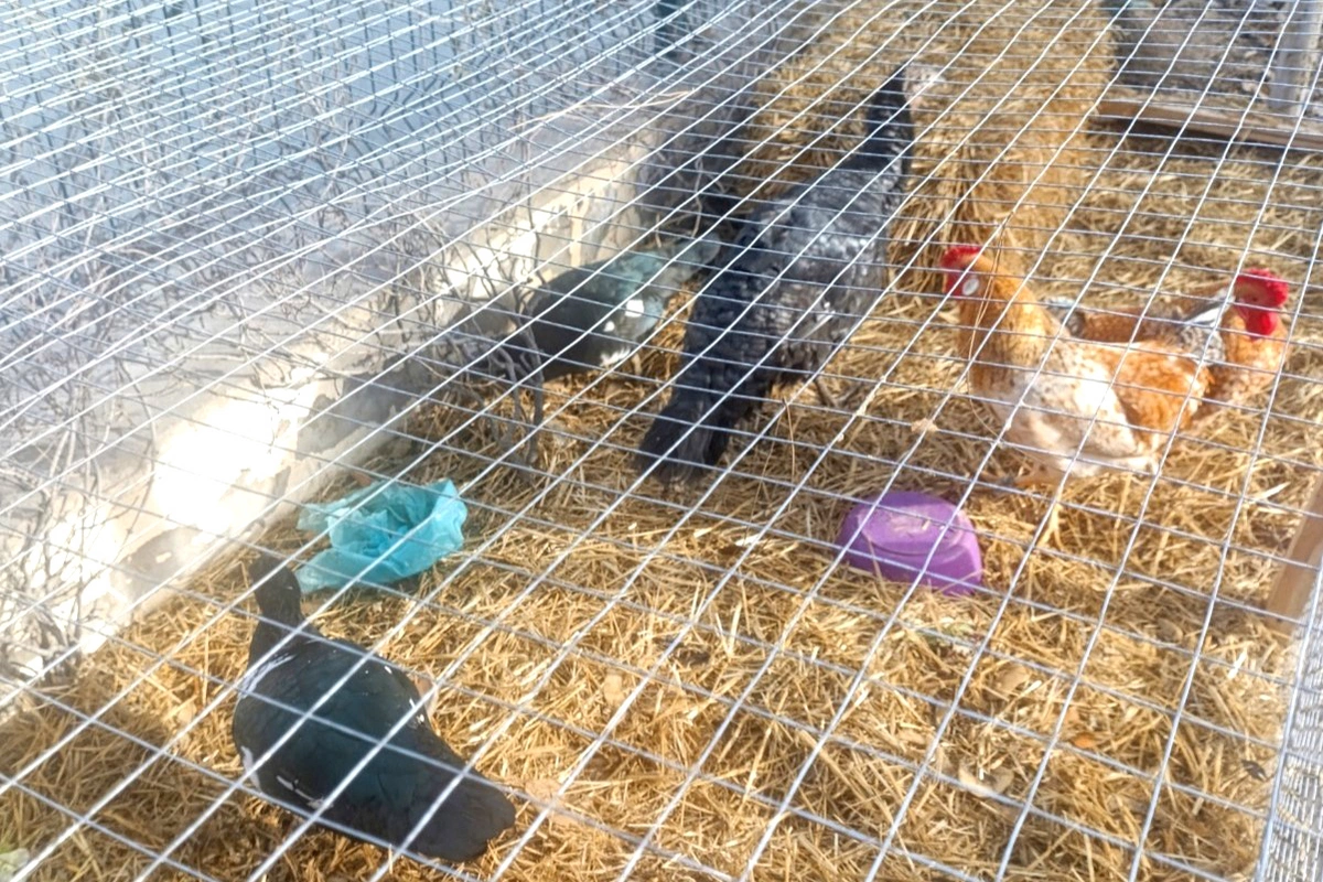 Nizami rayonunda Sherlock Park restoranında nöqsanlar aşkarlanıb