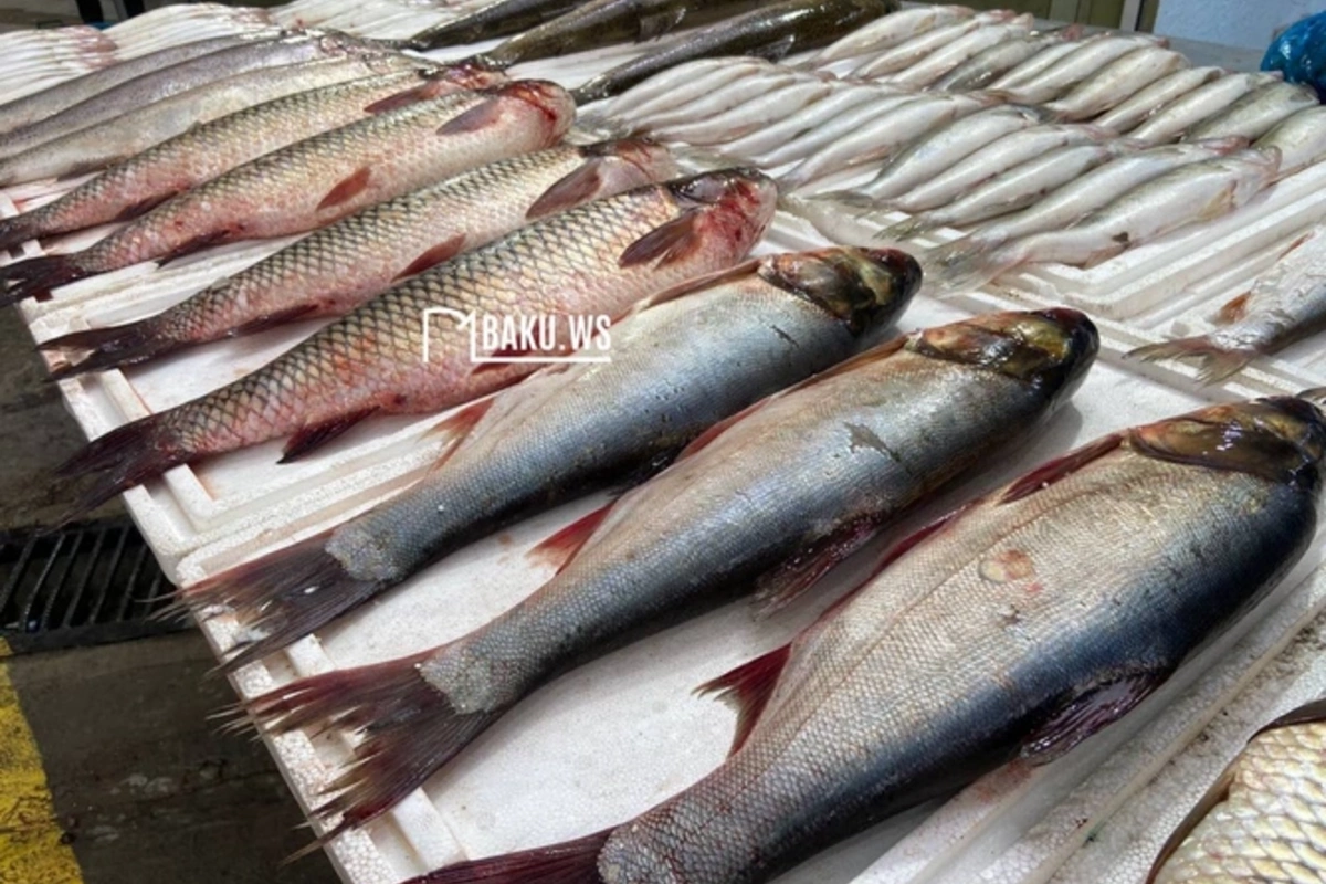 Популяция некоторых видов рыб в Азербайджане находится под угрозой