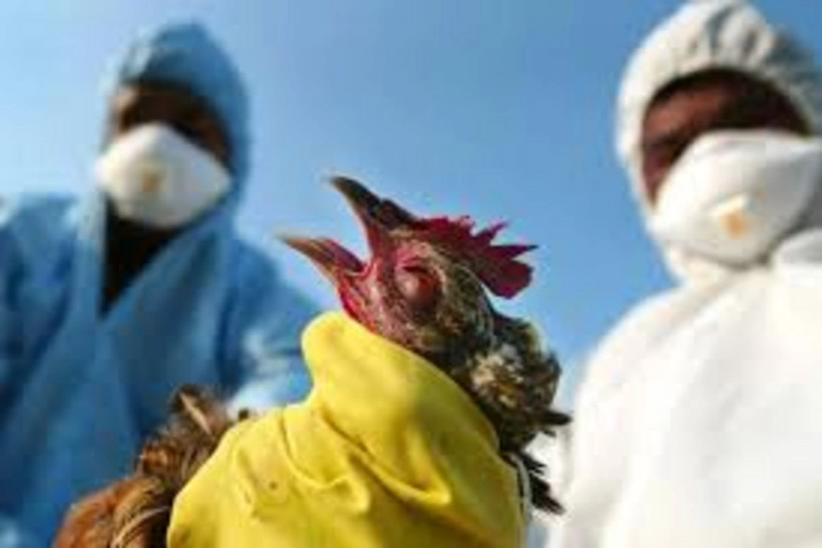 Nearly half a million chickens to be culled in Japan due to bird flu Nearly half a million chickens to be culled in Japan due to bird flu