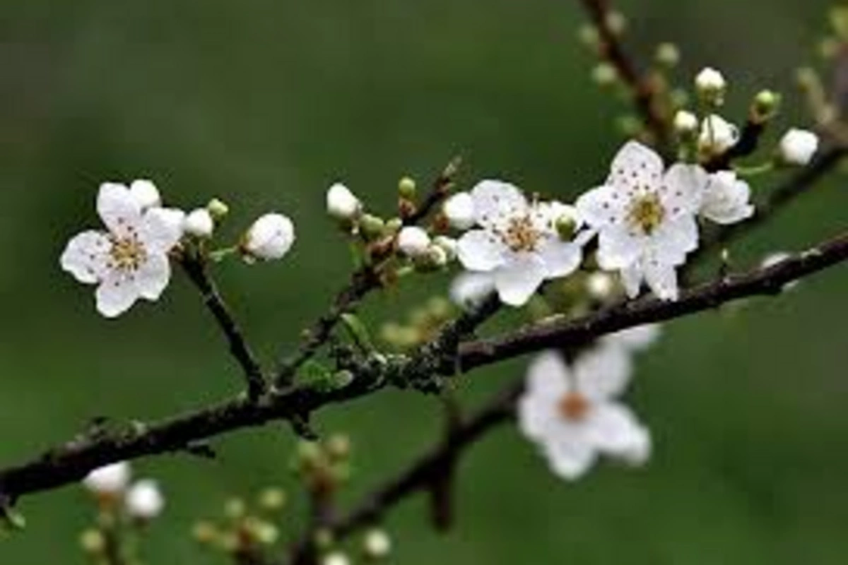 Astronomical spring has arrived in Azerbaijan