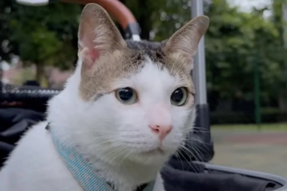 The adopted cat of the President of Indonesia received personal security The adopted cat of the President of Indonesia received personal security