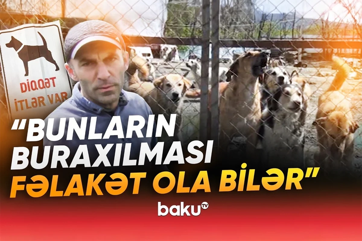 Yüzlərlə heyvan sığınacaqdan çıxarıldı: Bu qədər iti hara aparım?!