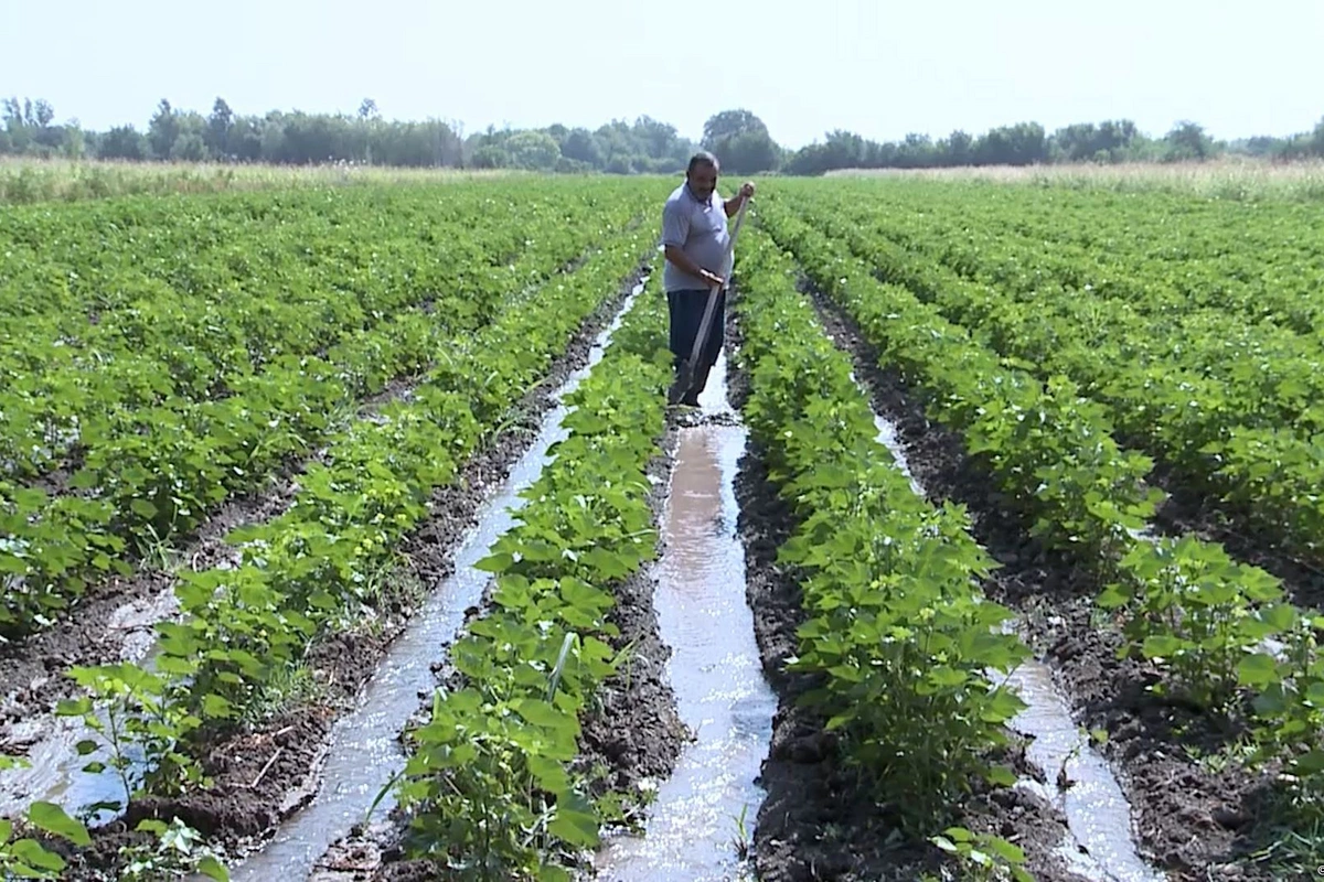 Azərbaycan fermerləri yaxın günlərdə subsidiya almağa başlayacaq
