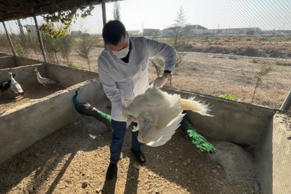Restoranda qanunsuz saxlanılan heyvanlar xilas edilib