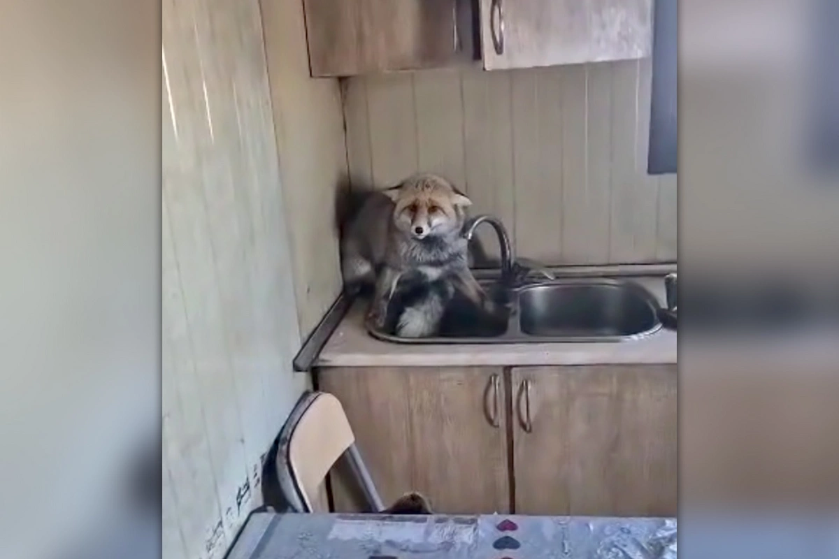 Şəmkirdə tülkü evə girdi