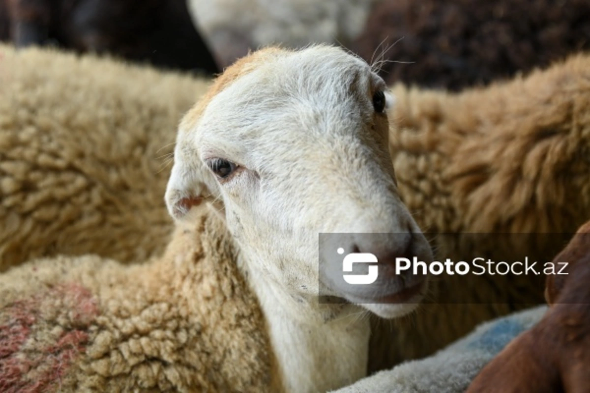 Göygöldə 60-dan çox qoyun oğurlandı: Hadisəni törədənlərin axtarışları davam edir