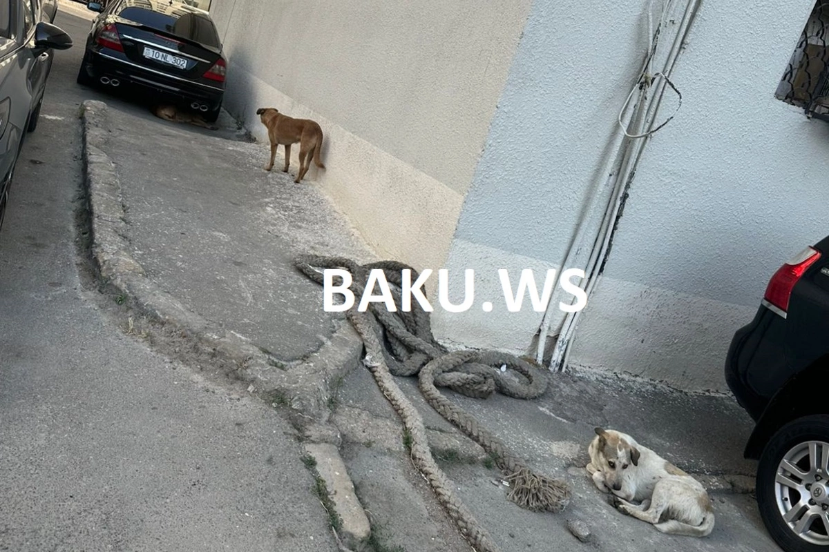 Bakının bu ərazisində küçə itləri insanları qorxuda saxlayır Bakının bu ərazisində küçə itləri insanları qorxuda saxlayır
