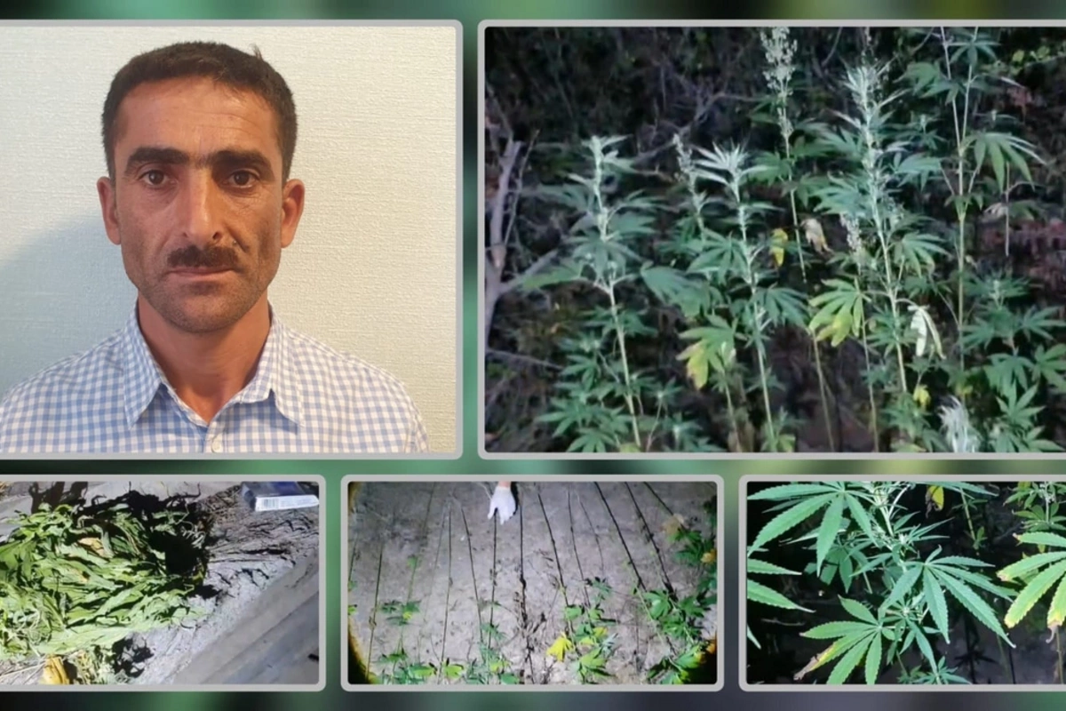 Lerikdə meşə massivində çətənə kolları yetişdirməkdə şübhəli bilinən şəxs saxlanılıb Lerikdə meşə massivində çətənə kolları yetişdirməkdə şübhəli bilinən şəxs saxlanılıb