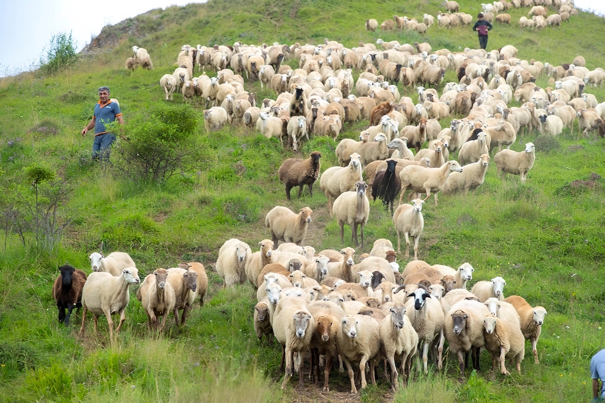 Azərbaycanda yaylaq mövsümü ilə bağlı fermerlərin qeydiyyatına start verilir